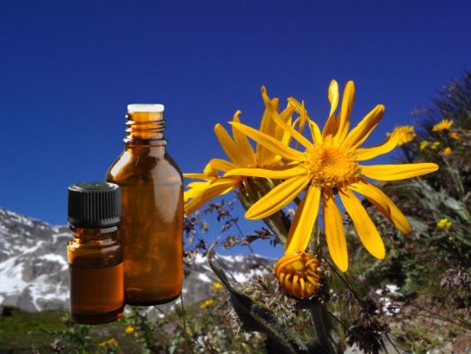 Cách sử dụng Arnica Montana Flower Extract trong quy trình chăm sóc da
