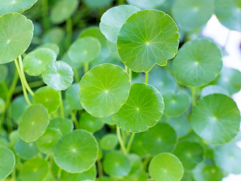 Centella Asiatica Extract giúp làm dịu và kháng viêm