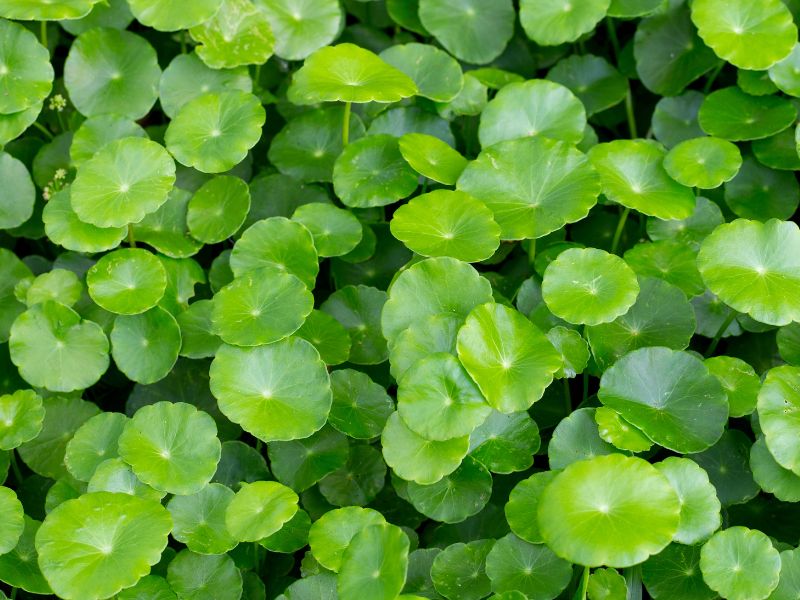 Những ai nên dùng Centella Asiatica Extract?
