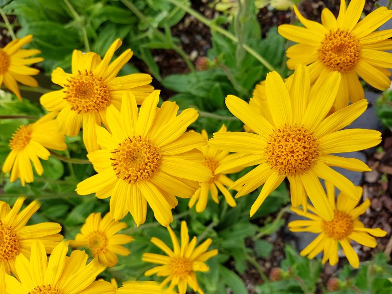 Tổng quan về Arnica Montana Flower Extract