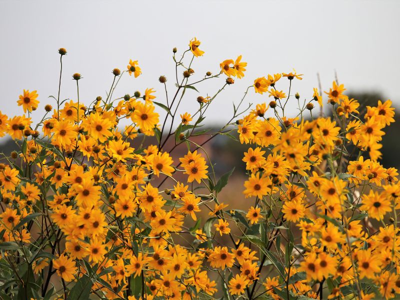 Lưu ý khi sử dụng Arnica Montana Flower Extract