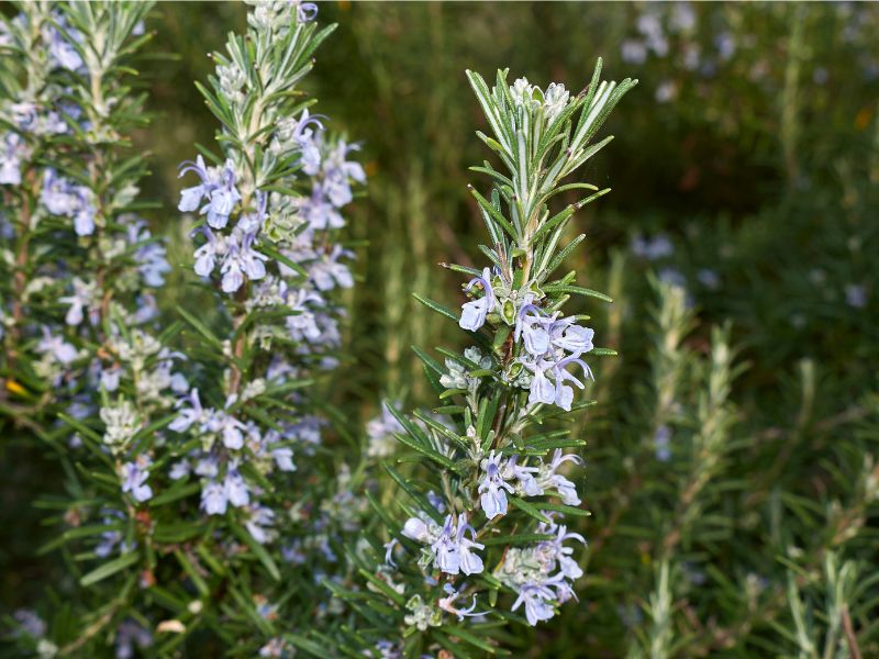Giới thiệu tổng quan về Rosmarinus Officinalis Leaf