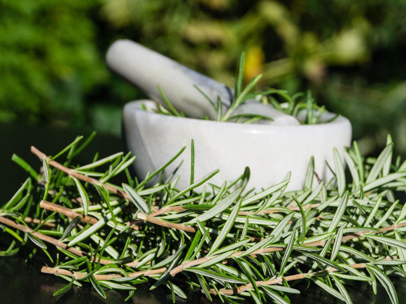 Rosmarinus Officinalis Leaf giúp thanh lọc và làm sạch da