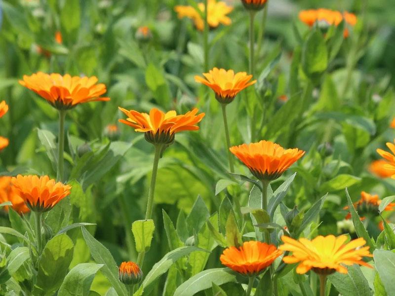 Calendula Officinalis (hoa cúc vạn thọ) có nguồn gốc từ châu Âu và được sử dụng rộng rãi trong dược mỹ phẩm