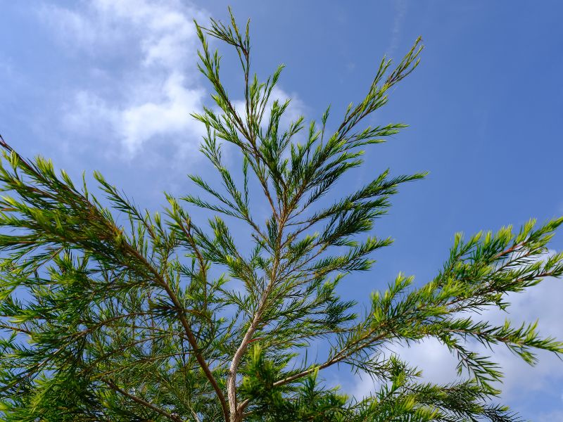 Tổng quan về Melaleuca Alternifolia