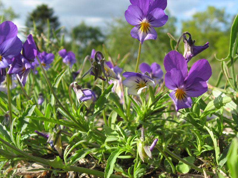 Viola Tricolor là loài hoa giàu dưỡng chất, giúp chăm sóc da tự nhiên và hiệu quả