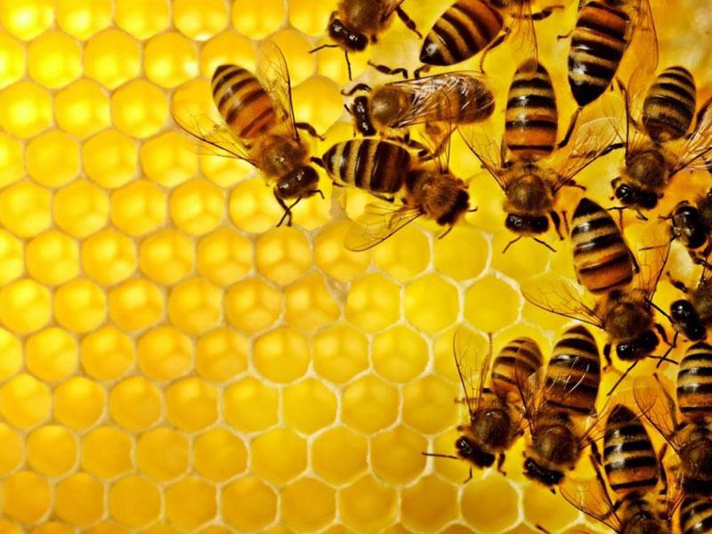 Propolis là thành phần dưỡng da lý tưởng cho da nhạy cảm, dễ kích ứng