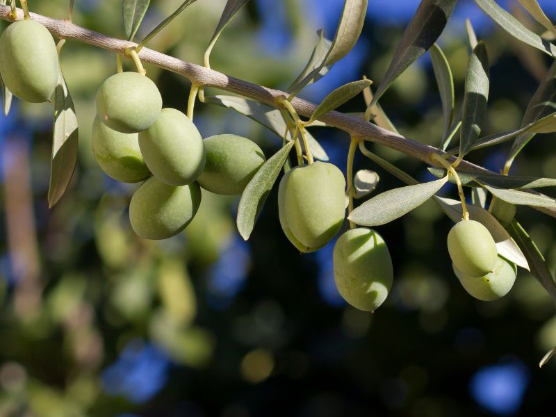Giới thiệu tổng quan về Olea Europaea (Olive) Fruit