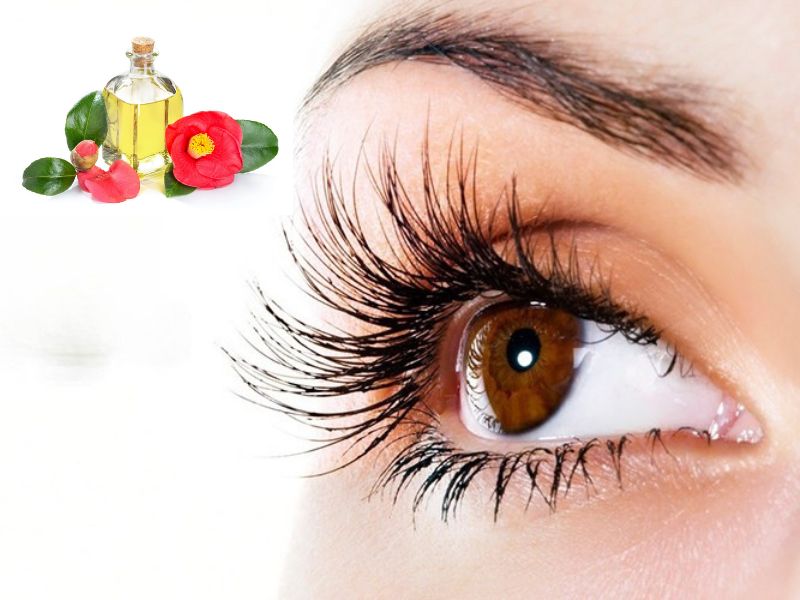 Camellia Japonica Seed Oil có thể kích thích lông mi dài tự nhiên