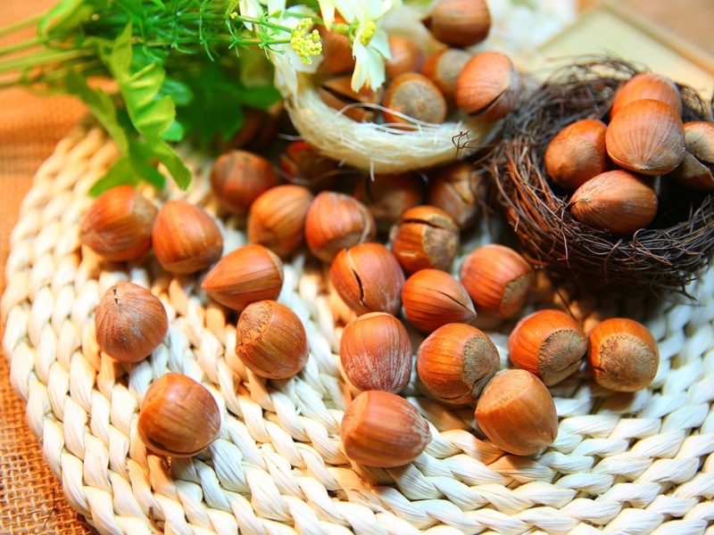 Dầu hạt phỉ được chiết xuất từ hạt của cây phỉ (Corylus Avellana)