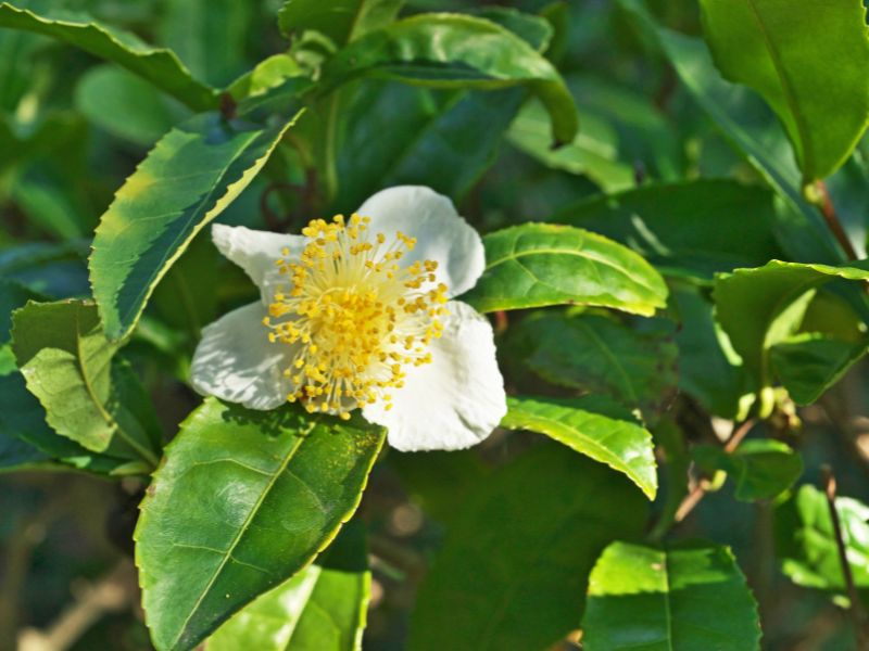 Tìm hiểu tổng quan về Camellia Sinensis Leaf