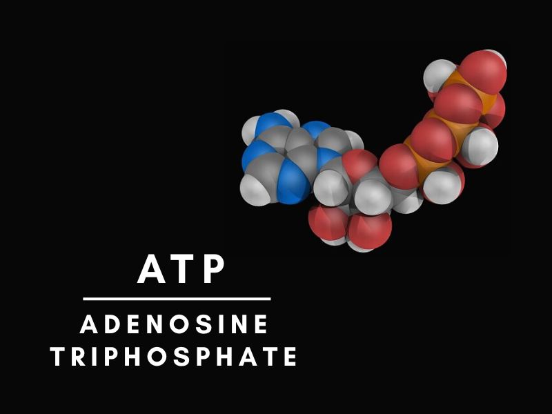 ATP là gì? Vai trò của ATP trong cơ thể