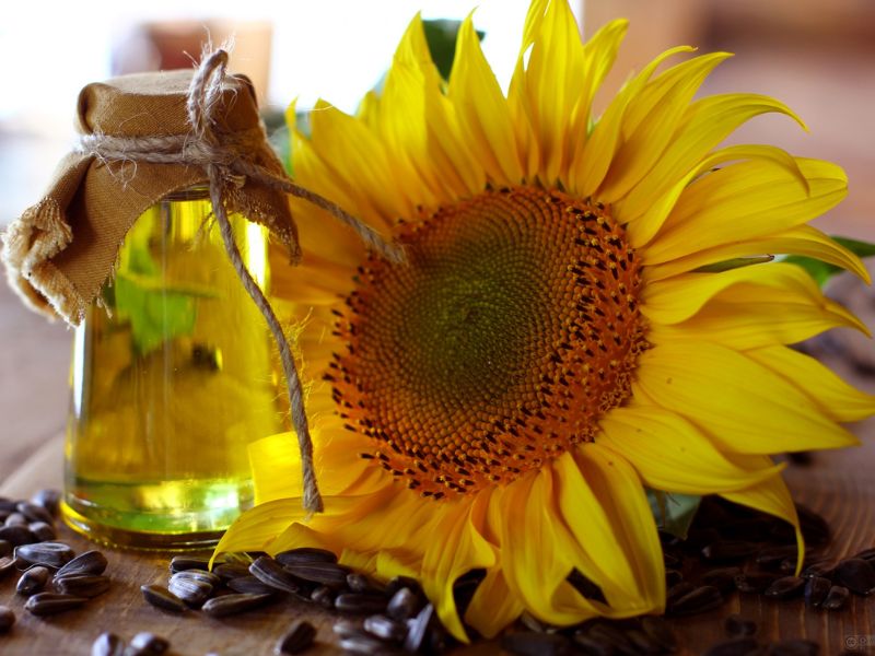 Sunflower Seed Oil là gì? Thành phần & đặc tính nổi bật