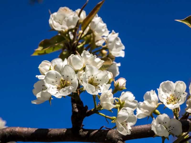 Pyrus Malus (hoa táo) – Cây thân gỗ thuộc họ Rosaceae, với hoa trắng hoặc hồng phớt