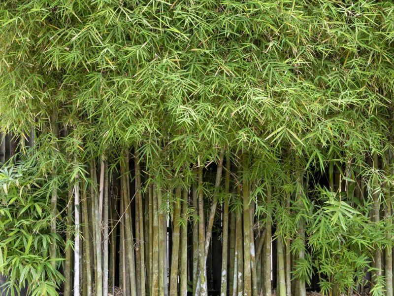 Giới thiệu chung về Bambusa Vulgaris