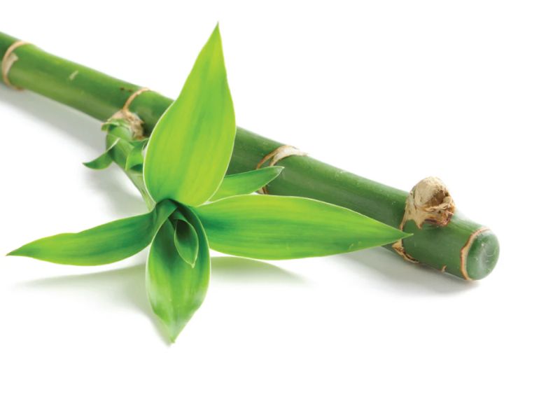 Thành phần hoạt chất nổi bật trong Bambusa Vulgaris