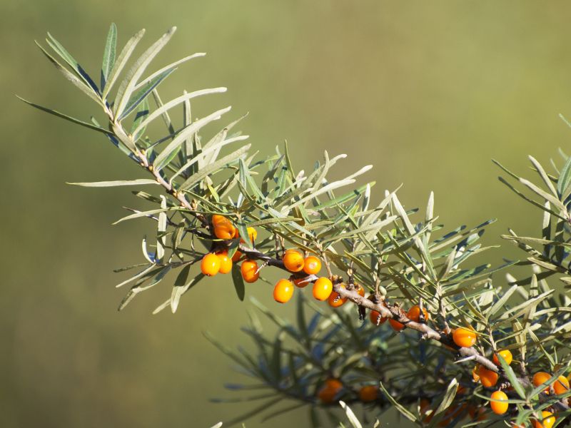 Giới thiệu về Hippophae Rhamnoides