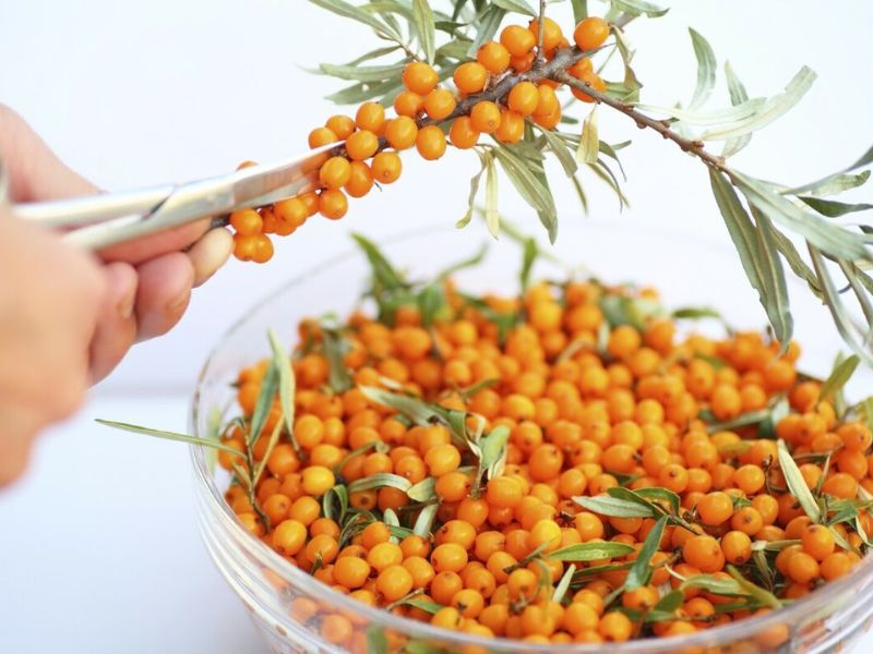 Thực phẩm chức năng chứa Hippophae Rhamnoides