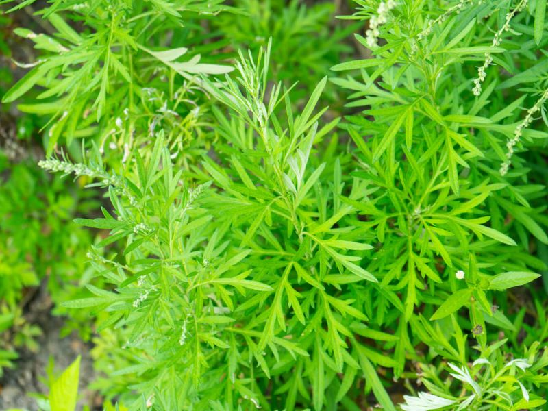 Artemisia Annua còn gọi là Thanh hao hoa vàng