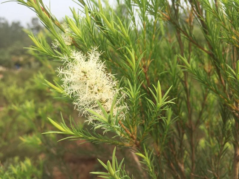 Tinh dầu được chiết xuất từ lá cây Melaleuca alternifolia