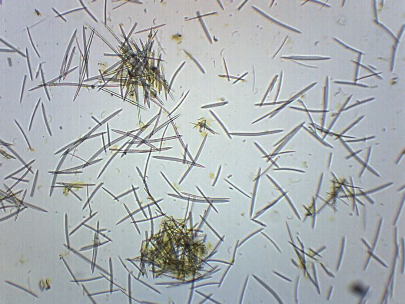 Giới thiệu về Spicule