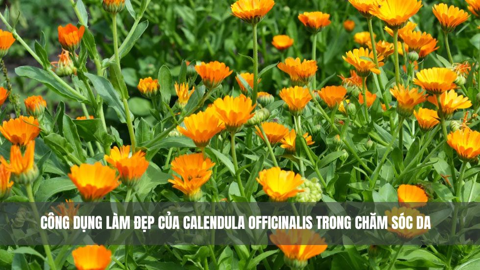 Công dụng làm đẹp của Calendula Officinalis