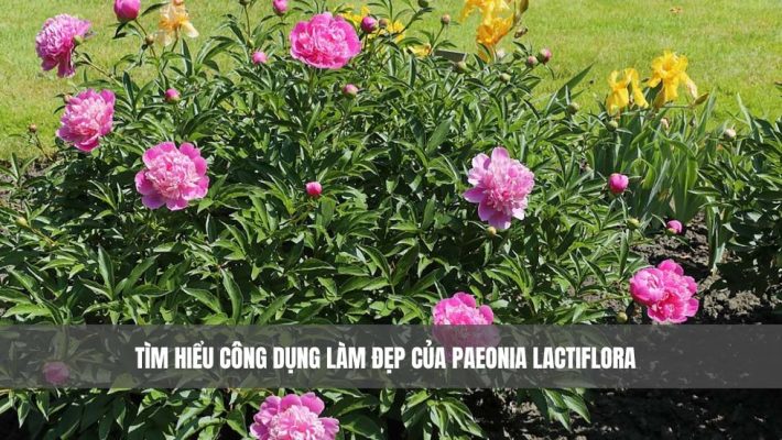 Tìm hiểu công dụng làm đẹp của Paeonia Lactiflora