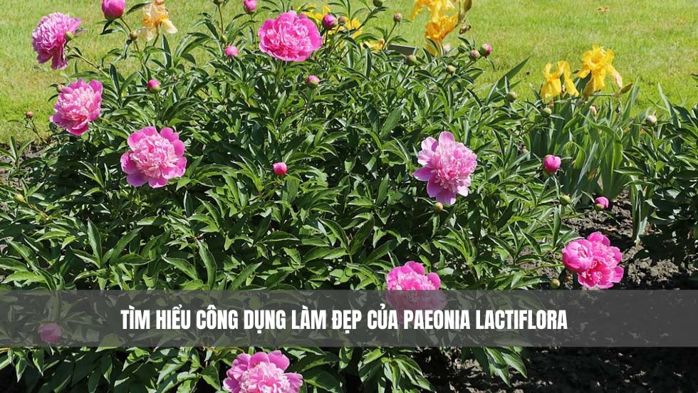 Tìm hiểu công dụng làm đẹp của Paeonia Lactiflora