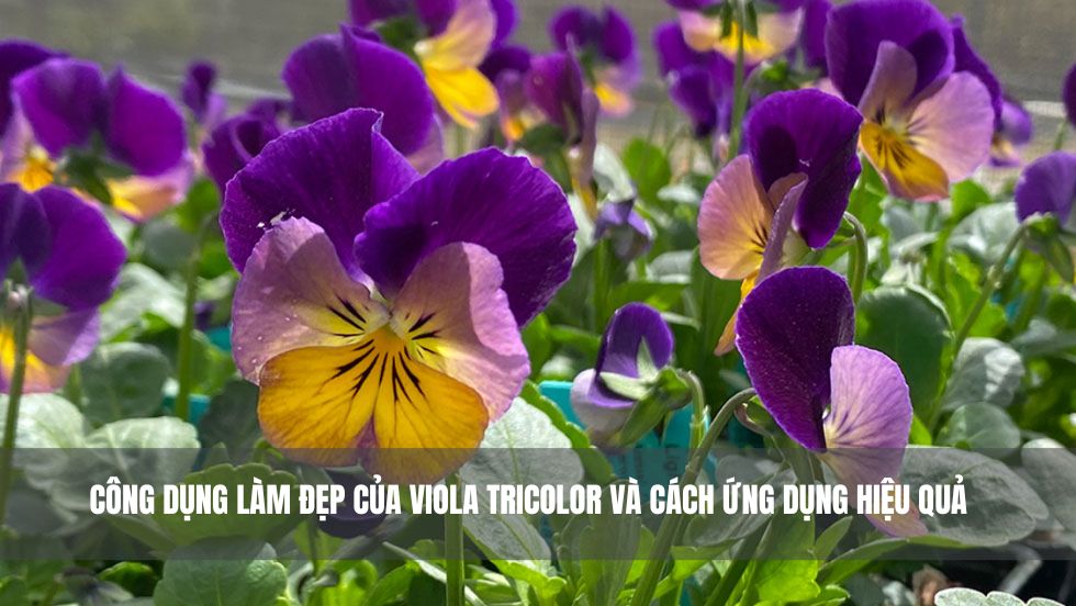 Công dụng làm đẹp của Viola Tricolor