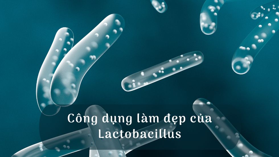 Công dụng làm đẹp của Lactobacillus