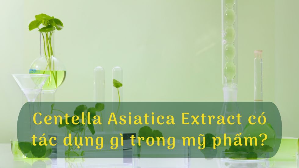 Centella Asiatica Extract có tác dụng gì trong mỹ phẩm?