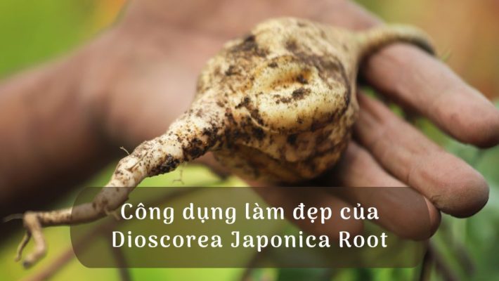 Công dụng làm đẹp của Dioscorea Japonica Root