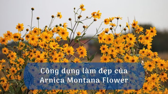 Công dụng làm đẹp của Arnica Montana Flower