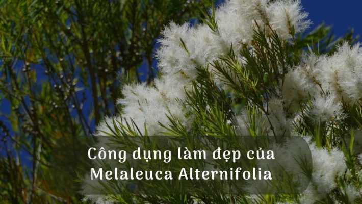 Công dụng của Melaleuca Alternifolia trong mỹ phẩm