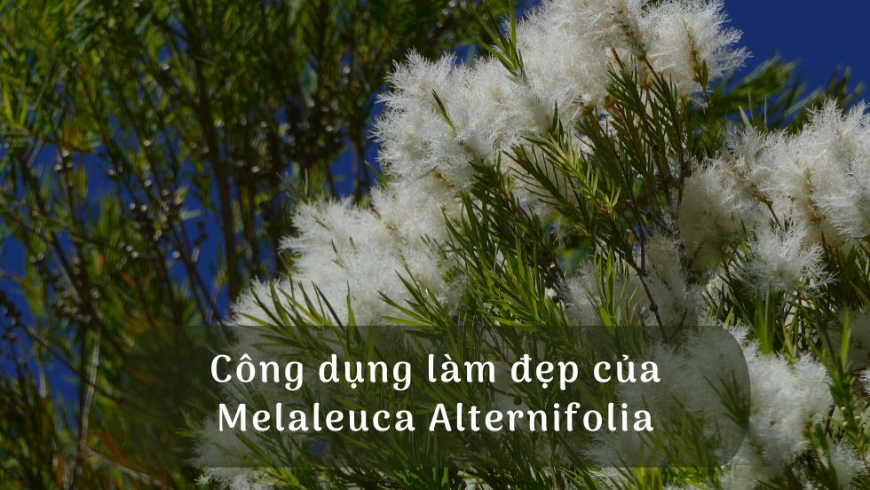 Công dụng của Melaleuca Alternifolia trong mỹ phẩm