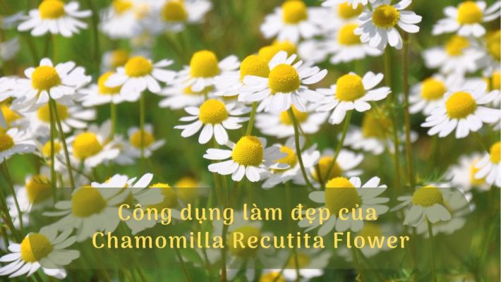 Công dụng làm đẹp của Chamomilla Recutita Flower