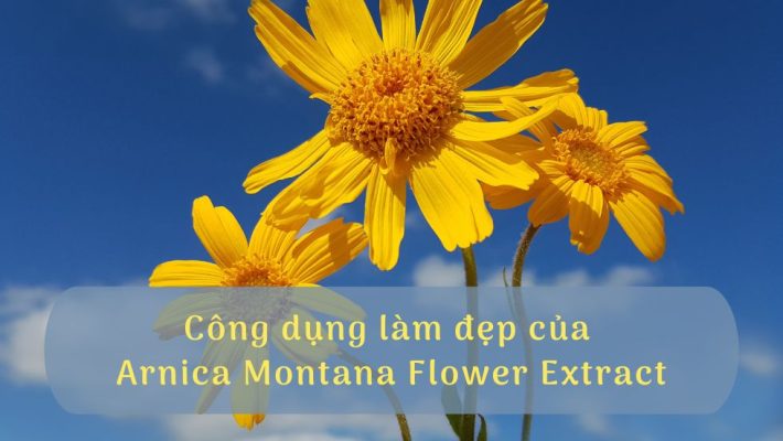 Công dụng làm đẹp của Arnica Montana Flower Extract