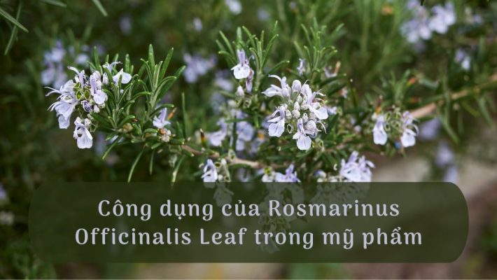 Công dụng của Rosmarinus Officinalis Leaf trong mỹ phẩm