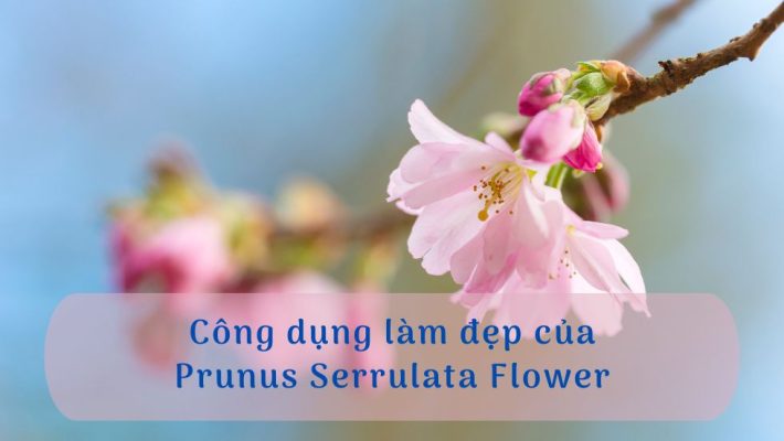 Công dụng làm đẹp của Prunus Serrulata Flower