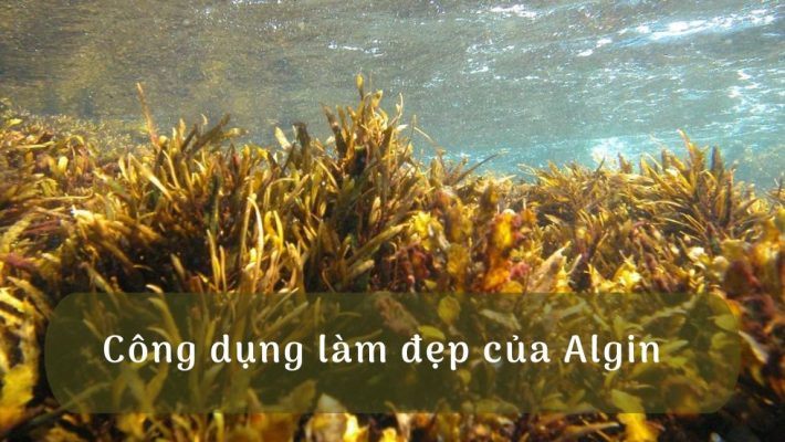Công dụng làm đẹp của Algin