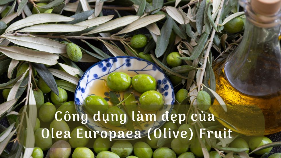 Công dụng làm đẹp của Olea Europaea (Olive) Fruit