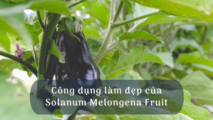 Công dụng làm đẹp của Solanum Melongena Fruit