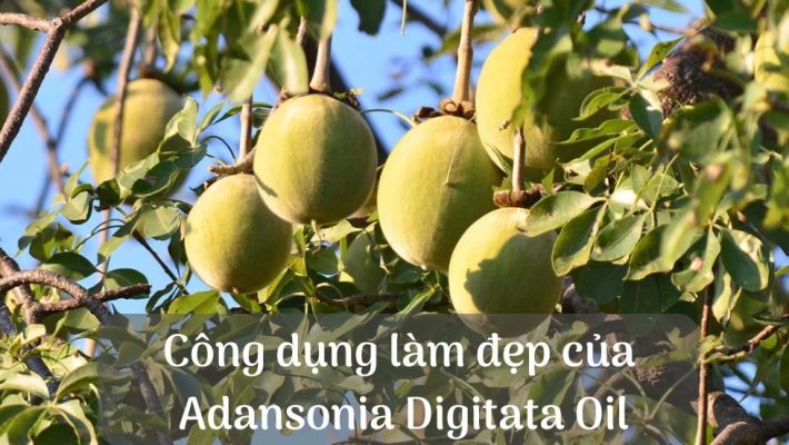 công dụng làm đẹp của Adansonia Digitata Oil