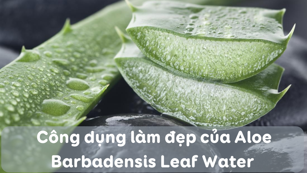 công dụng làm đẹp của Aloe Barbadensis Leaf Water