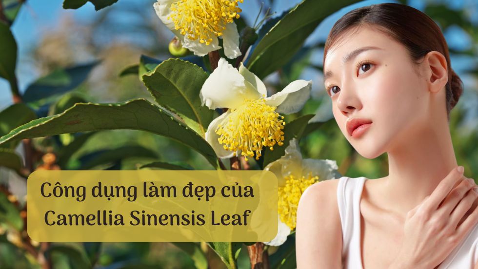 Công dụng làm đẹp của Camellia Sinensis Leaf