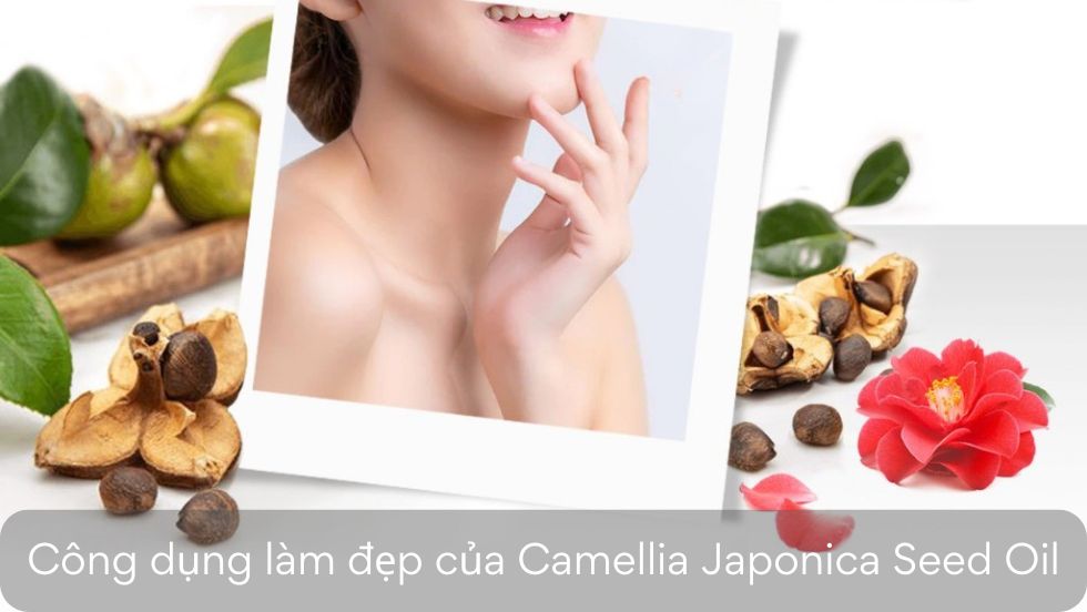 công dụng làm đẹp của Camellia Japonica Seed Oil