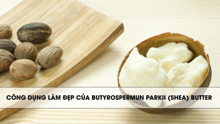 Công dụng làm đẹp của Butyrospermun Parkii (Shea) Butter