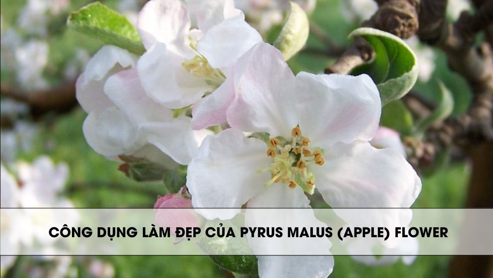 Công dụng làm đẹp của Pyrus Malus (Apple) Flower