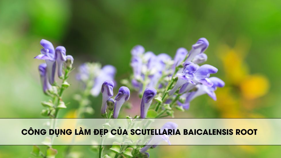 Công dụng làm đẹp của Scutellaria Baicalensis Root