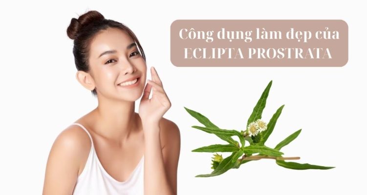 công dụng làm đẹp của ECLIPTA PROSTRATA